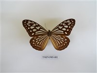 藏品(旖斑蝶)的圖片